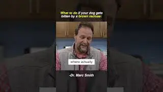 Dog Bitten by a Spider? Vet Tips by Marc Smith, DVM, MS