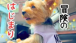 【ヨーキー】夏の冒険がはじまります！出発前の嬉しいハプニング🐾【癒し】
