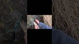 Big Brown Trout! #fishing #browntrout #shortsvideo #short #shorts