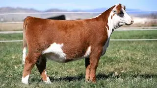 Vickland Show Cattle: Tag 526N