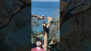 Helicopter Lifts Tree Branch After Chainsaw Cutting 🌲🚁