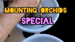 Mounting Orchids Special😃🙌