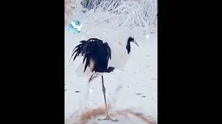 🪽Red - Crowned Crane Standing Alone in Snow：A Living Ink - Wash Masterpiece #calandfriends #birds