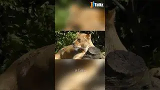 Animal Fundub Part 358 🤣🤣 | Malayalam Fundub | &copy;Ji Talkz | Jijith Elamadu #malayalamfundub #shorts