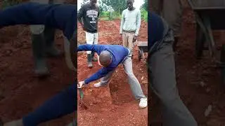 Preparation of holes for papaya seedlings