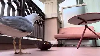 Tempting the: Seagull will One Come? #igorotaheartvlog #seagulls #bird #birdfood#nature #highlights