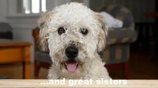 Why would you want to own a Wheaten Terrier???