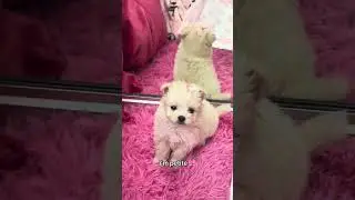 Моё лицо на 10 баллов, моё тело &mdash; просто супер 😏🐶