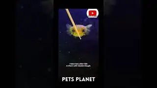 Cookie Dough Puffer Fish Second Video! Puffer Fish Video - Cute Puffer Fish As Pet - Unique Pets