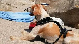 Emmener son animal en vacances : quand on veut, on peut !