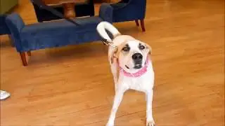 SUGA - Oak Hill Animal Rescue