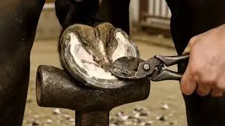 🌧️ How often to trim for trail riders 🌬️ #HoofPick #HorseCare #ShodHorse