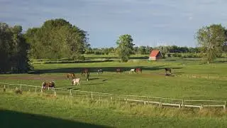 Cows and horses on a field in Kollmar