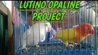 LUTINO OPALINE PROJECT