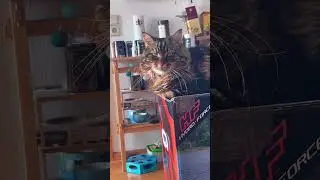 So kind 👶🐱#cat #catvideos