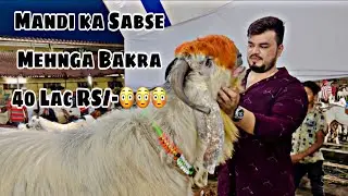 Sachin Mandi 2023 / Surat/Mandi ka Sabse Mehnga Bakra/Adnan Ak Vlogs #sachinmandisurat