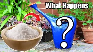 Sugar Water and Plant Growth: What Happens If We Give Sugar Water to Plants?