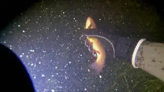 UNDERWATER FOOTAGE OF PIKES and TENCHES 2021