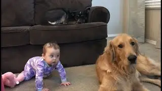 Baby and her Costar Pets have DRAMA!