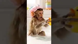monkey enjoy bathing #monkeysr #ai #cute #funny #youtubeshorts
