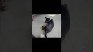 I Got My Bear