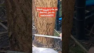 Paulownia prawie za darmo, 100 nasion za 20zł 😆 #szybki #przyrost #Paulownia #Tomentosa #oxytree