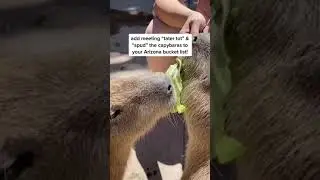 THE BEST CAPYBARA EXPERIENCE IN ARIZONA!!! 🥰 #shorts