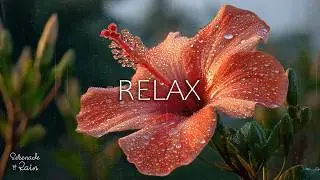🌿Piano and the Sound of Rain for Stress After a Long Day in the Evening &ndash; Calm Your Soul