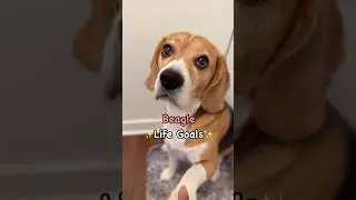 Beagle Life Goals ✨❤️ #beaglelife #ilovemybeagle #beagle