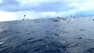 Micronesia Hand Line Fishing
