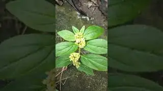 Tawa Tawa Herbal Plant. #shorts #short #mlduomixvlog