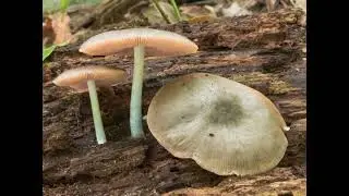 Pluteus americanus