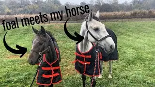 Weaning My Foal | My Horse & Foal Meet