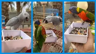 الببغاء زعتر تهاوش مع لوري على الطعام 😧 \ سناب عبدالرحيم Bingoo