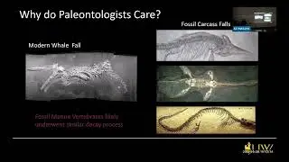 Lectures: Life after Death: A review of Whale Fall Scavenging Successions and the Fossil Record