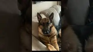 #appreciation #animals #dog #doglover #funny subscribe