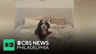 Owners of missing Philadelphia dog grateful for support during search