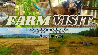 Exploring the Idyllic Farm Life in Ilocos Sur | A Rustic Retreat Amidst Nature's Bounty