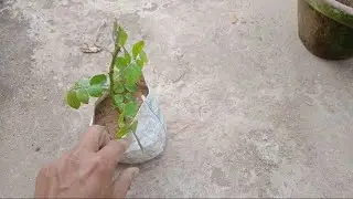 Rose Plant Magic in 30days #shorts #gardenhomekgp #youtubeshorts #viral