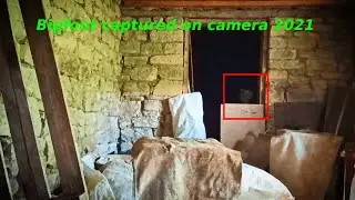 Bigfoot caught on camera 2021. bigfoot sightings 2021