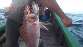 mancing ikan ruby snapper atau  kurisi