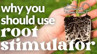 Why Should You Use ROOT STIMULATOR!