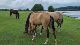 Продажа ахалтекинских лошадей. Тел/Whats app: +7-916-403-90-33 Sale of Akhal-Teke horses.