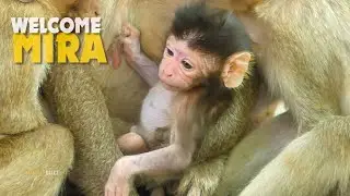 Wow! Unbelievable Baby Monkey Mira Just Born But She Look So Adorable