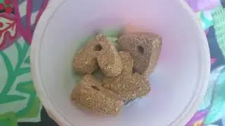 GUINEA PIGS DIET 101, IF YOU'RE A NEW GUINEA PIG OWNER GOOD TIPS!!!!🌾