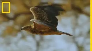 Des milliers de Travailleurs &agrave; bec rouge face aux attaques de rapaces
