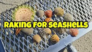 Ever use a SAND FLEA RAKE for Shelling