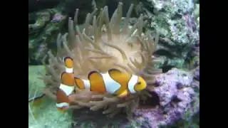 My Ocellaris In New Anemone