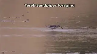 Terek Sandpiper foraging on a sandbank in the middle of a river at low tide