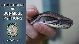 Safe Capture of Burmese Pythons